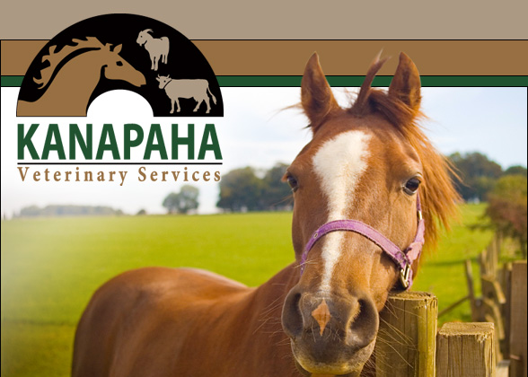 Kanapaha Veterinary Services is an equine, cattle and  large animal ambulatory practice serving Trenton and North-Central Florida, offering dentistry, emergency care, surgery and Coggins testing.